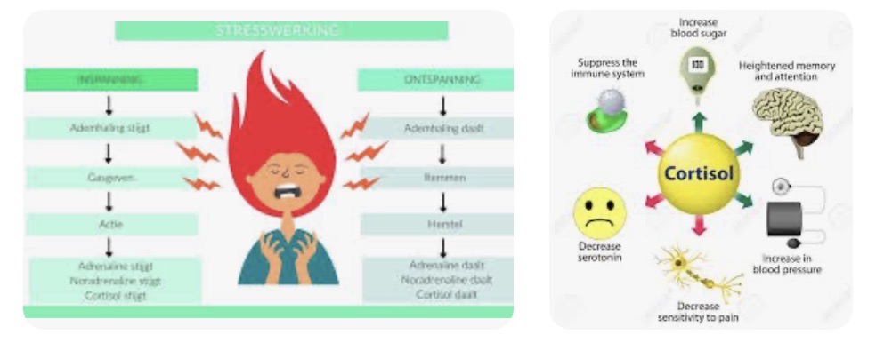 Cortisol Verlaging Medicatie